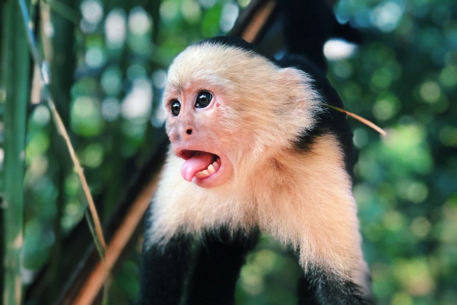 Animals with human teeth - Capuchin Monkey