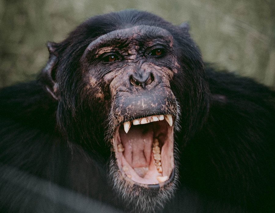 Animals with human teeth - Chimpanzee