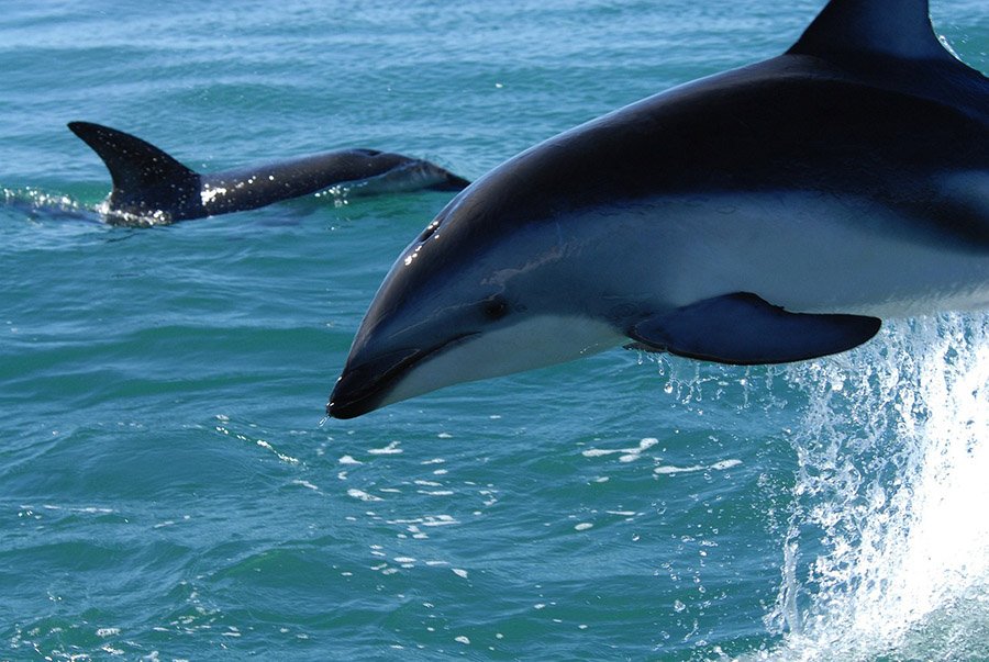 Animals with human teeth - Dusky Dolphin