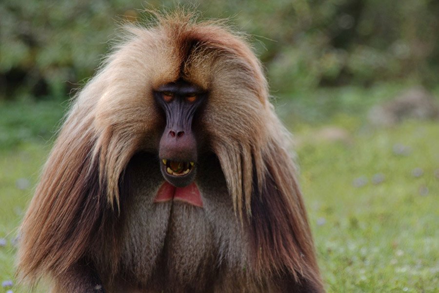 Animals with human teeth - Gelada Baboon