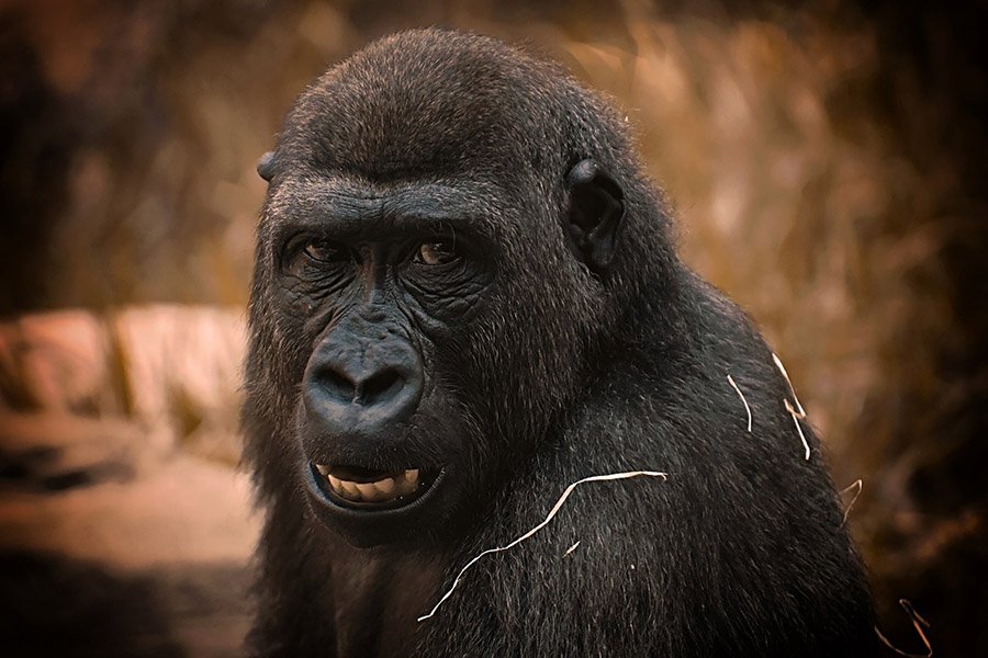 Animals with human teeth - Gorilla