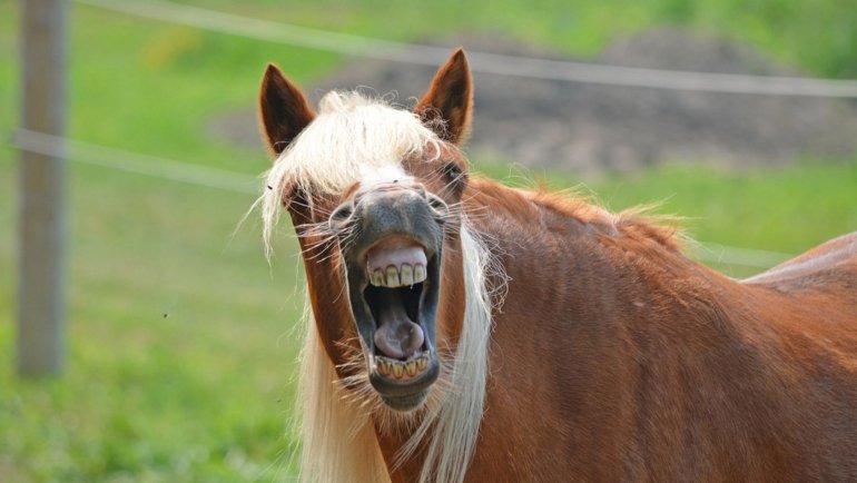 Animals with human teeth - Hero