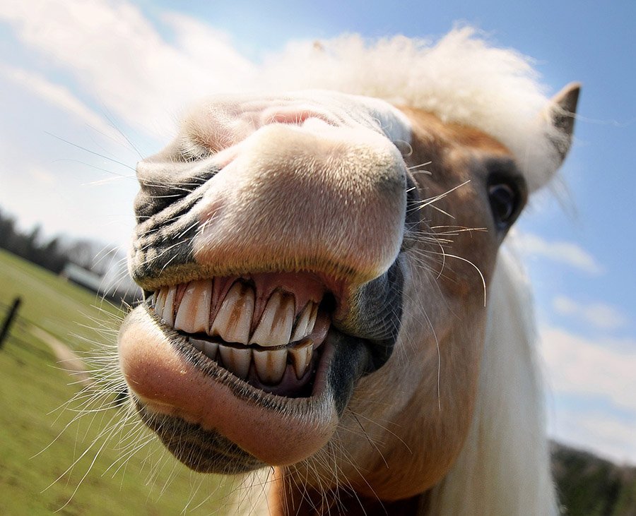 Animals with human teeth - Horse