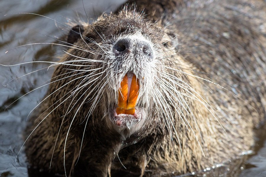 Animals with human teeth - Nutria