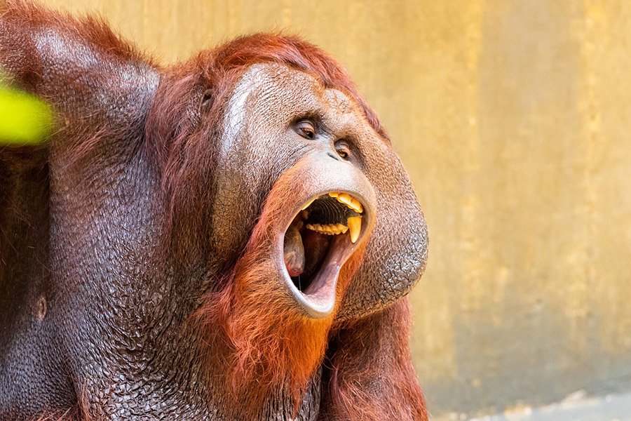 Animals with human teeth - Orangutan