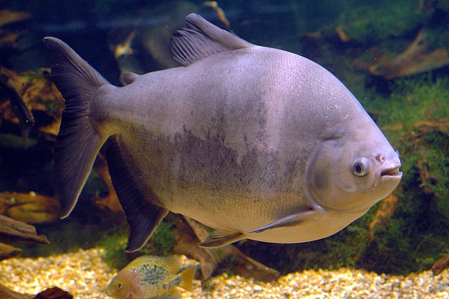 Animals with human teeth - Pacu Fish