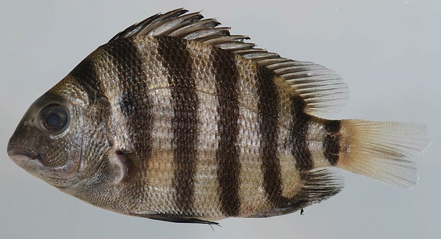 Animals with human teeth - Sheepshead Fish