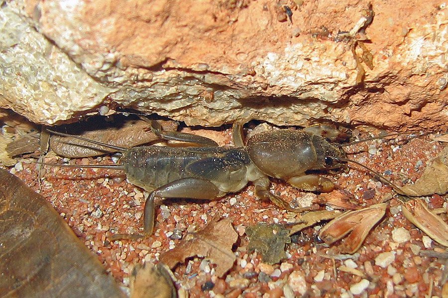 Animals with small eyes - Australian Mole Cricket