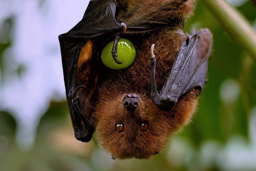 Animals with small eyes - Bats