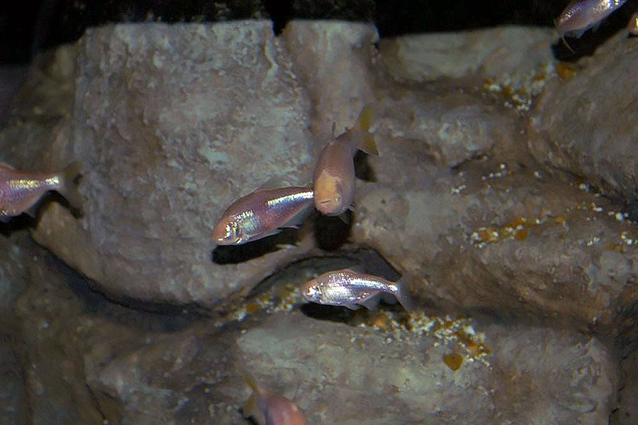 Animals with small eyes - Blind Cavefish