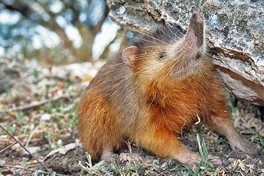 Animals with small eyes - Hispaniolan Solenodon