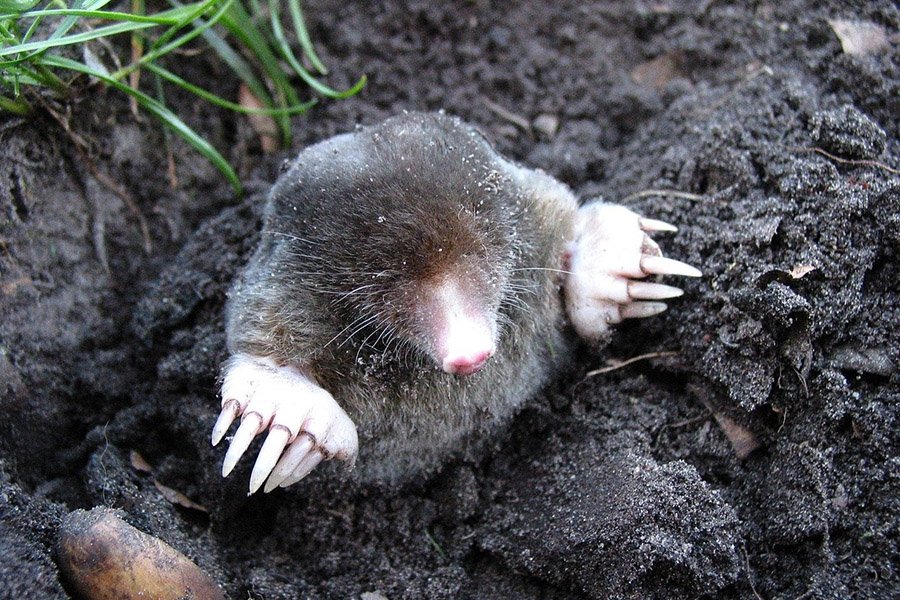 Animals with small eyes - Mole