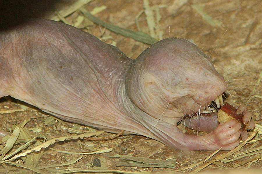 Animals with small eyes - Naked Mole Rat