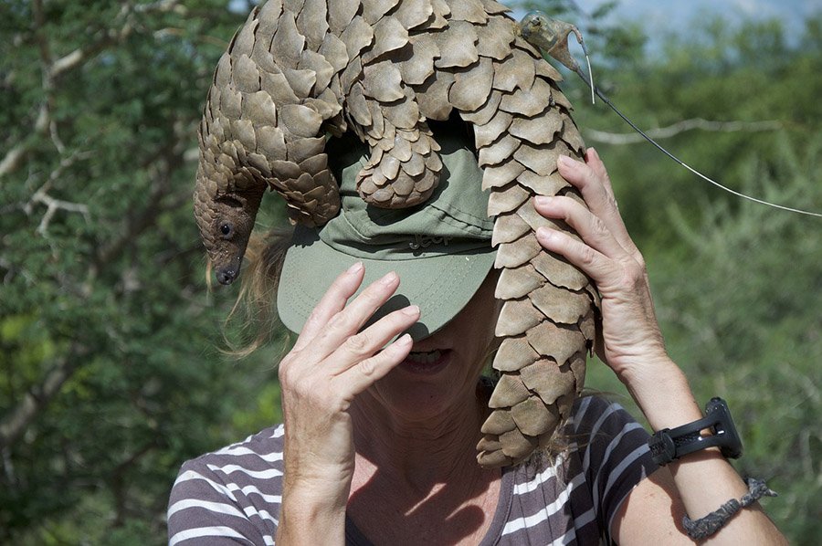 Animals with small eyes - Pangolin