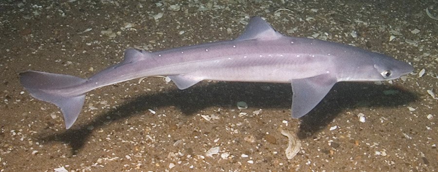 Animals with small eyes - Spiny Dogfish Shark