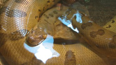 Are anacondas venomous - Hero