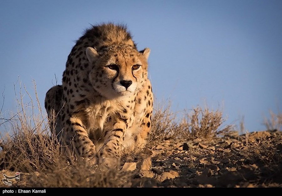 Asiatic Cheetah