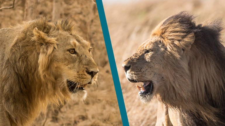 Asiatic Lion vs African Lion