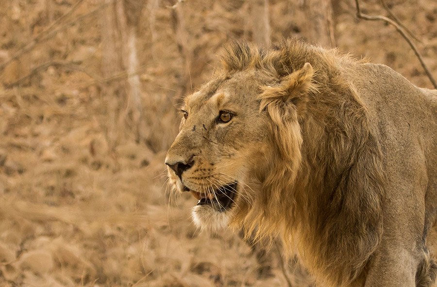 Asiatic lion portrait