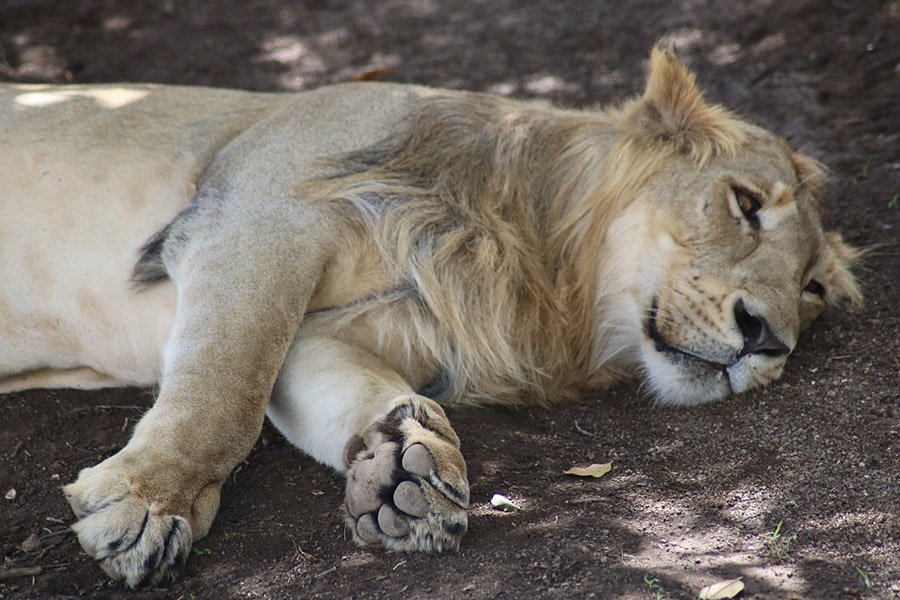 Asiatic lion