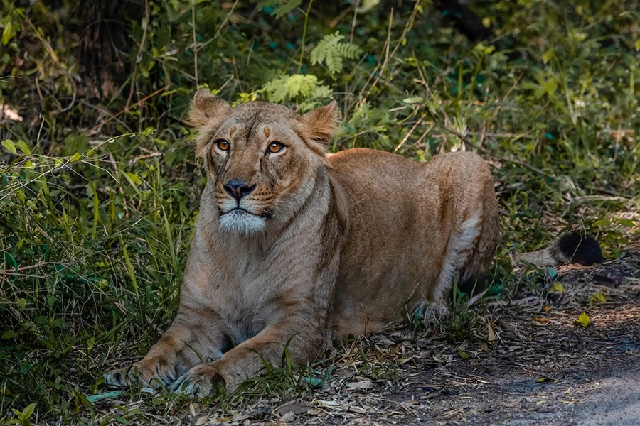 Asiatic lioness