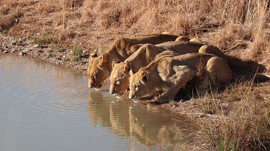 Asiatic lions drinking