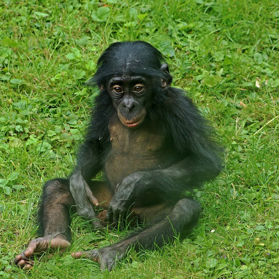 Baby bonobo