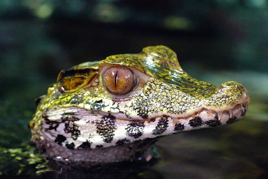 Baby caiman