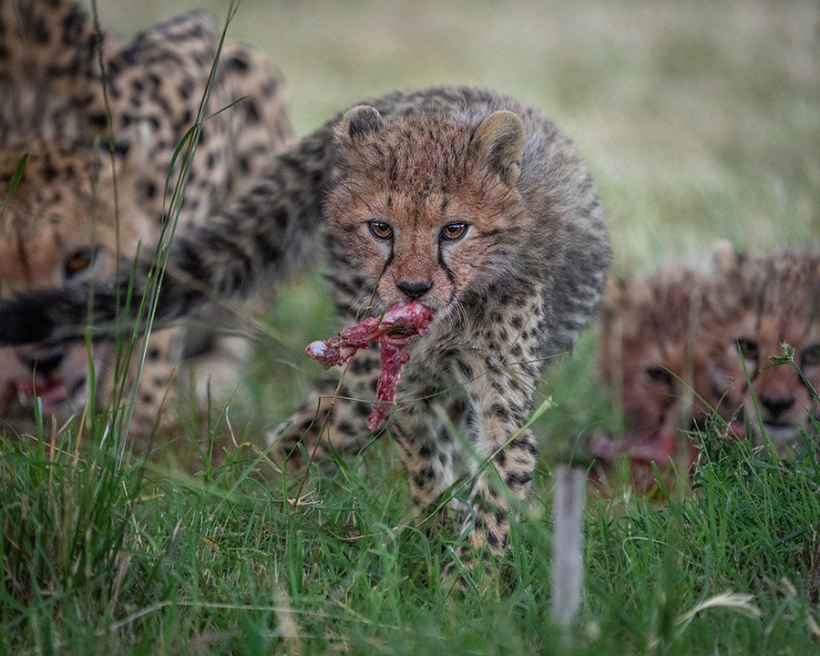 Baby cheetahs eating meat