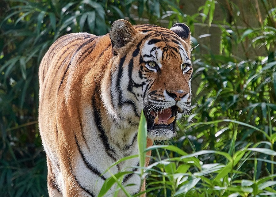 Bangladesh Tiger