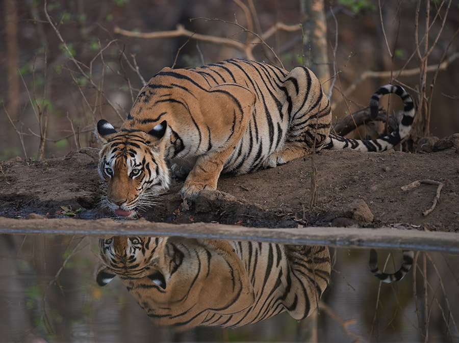 Bangladesh Tiger 