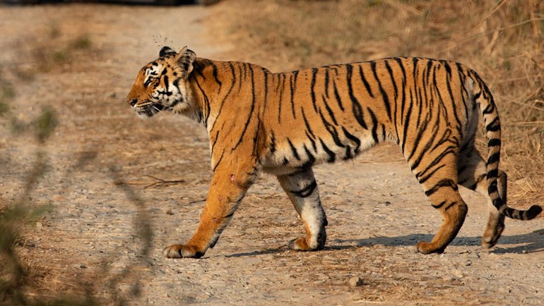 Bangladesh Tiger