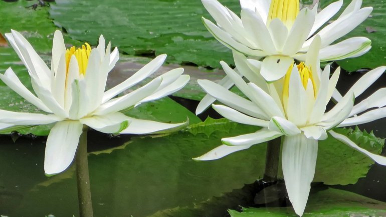 Bangladesh White Water Lily