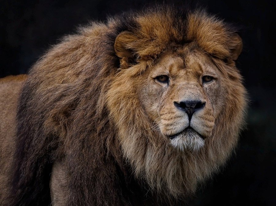 Barbary lion