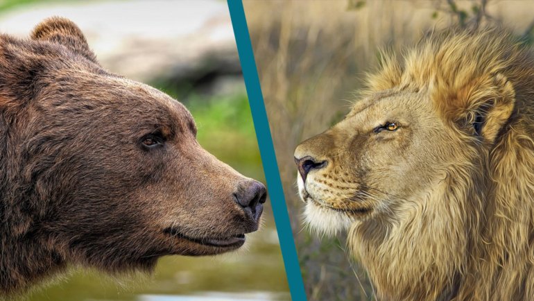 Bear vs Lion