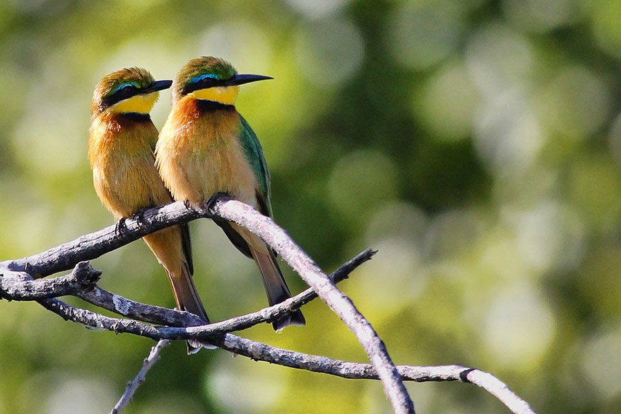 Bee eater couple