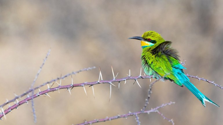 Bee-eater sheet - Hero