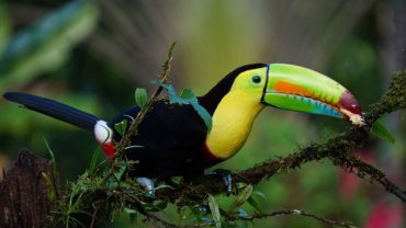 Belize Keel-Billed Toucan - Hero