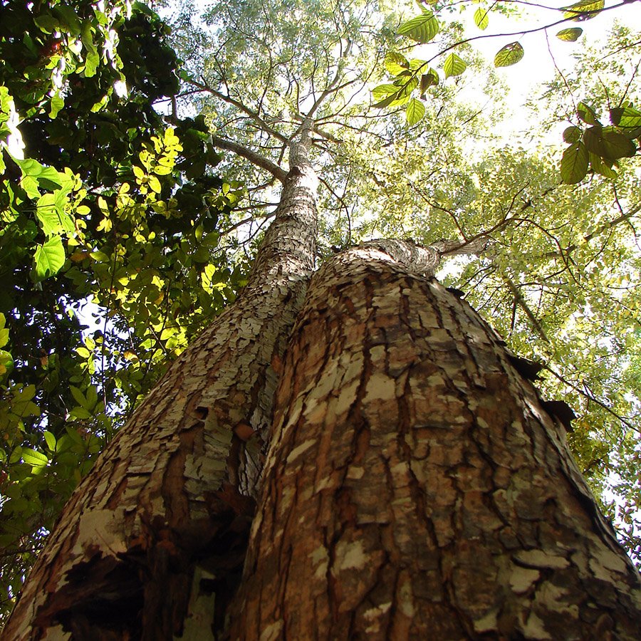 Belize Mahogany