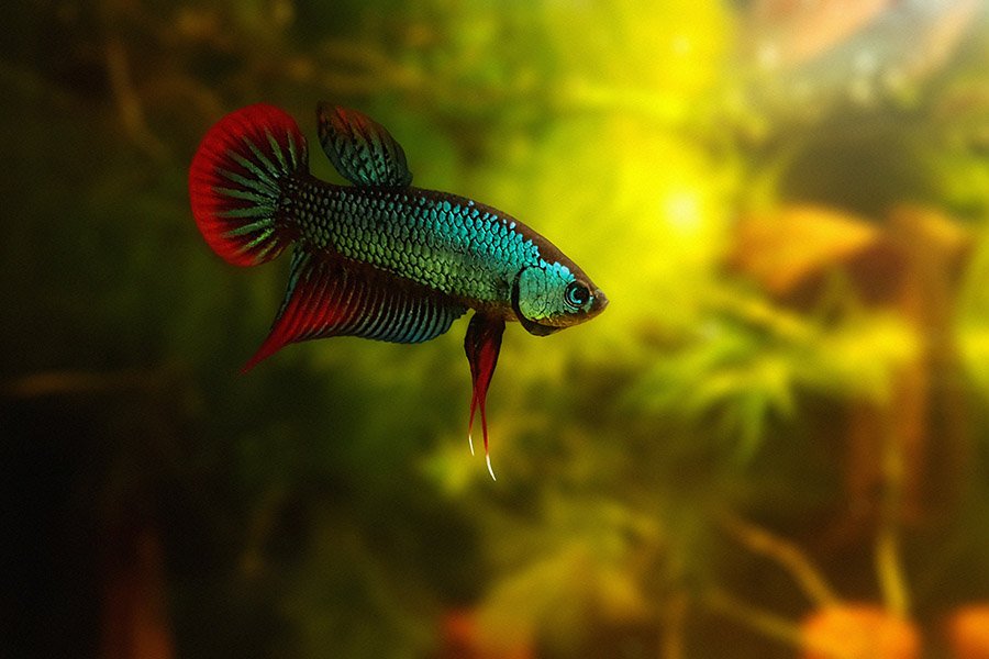 Betta imbellis