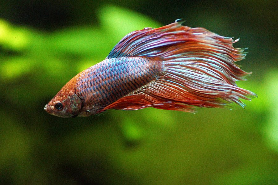 Betta splendens