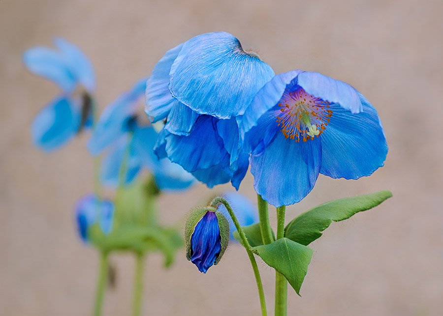 Bhutan Himalayan Blue Poppy