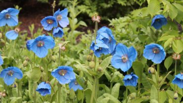 Bhutan Himalayan Blue Poppy