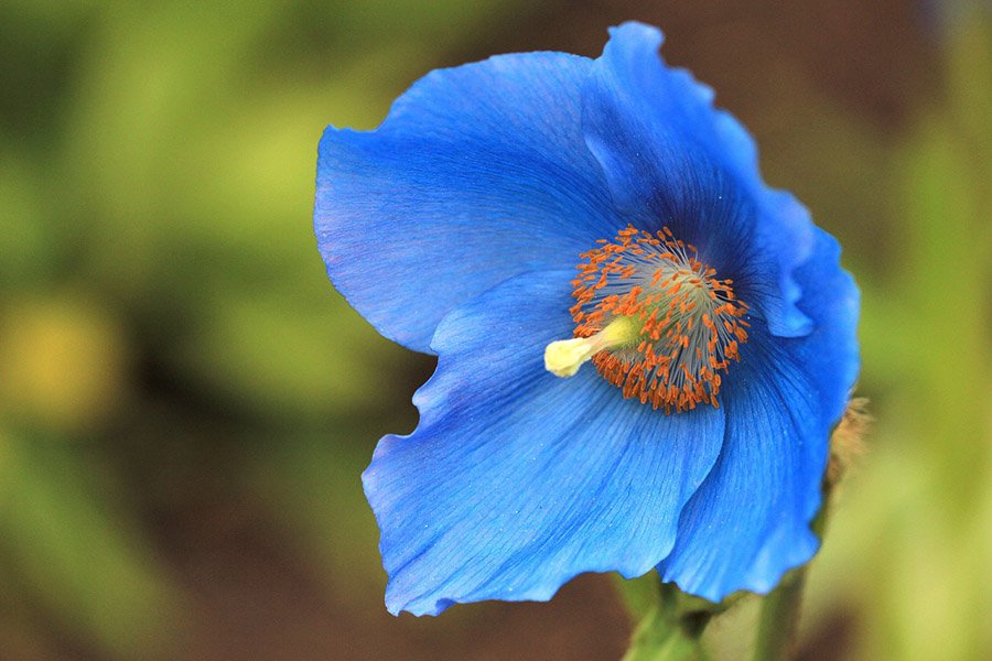 Bhutan Himalayan Blue Poppy