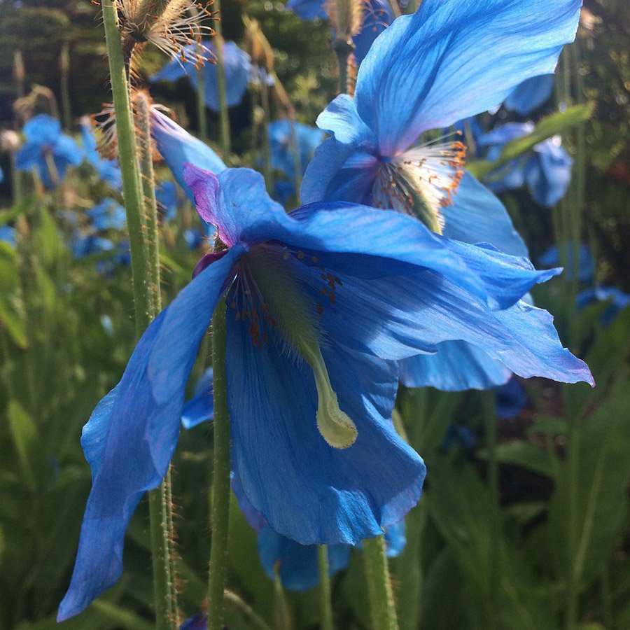 Bhutan Himalayan Blue Poppy