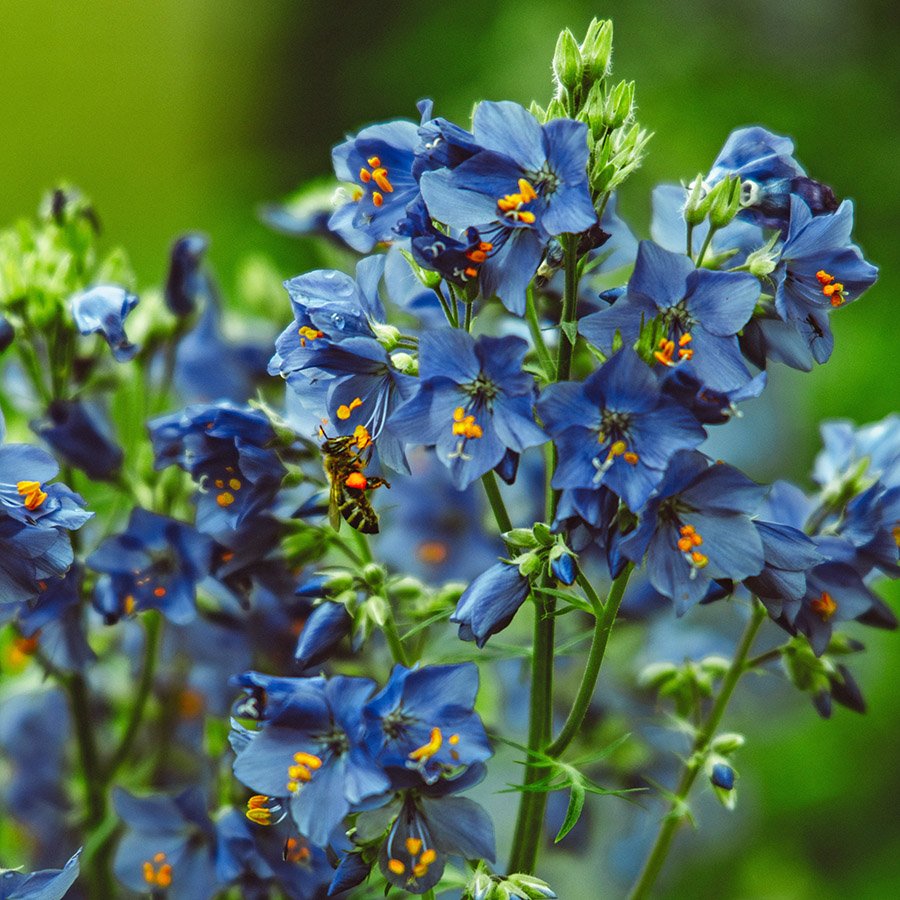 Bhutan Himalayan Blue Poppy