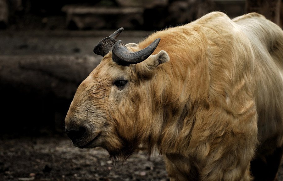 Bhutan Takin