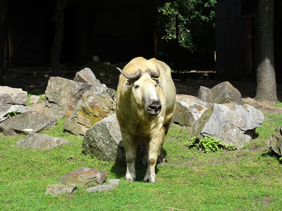 Bhutan Takin