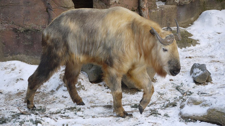 Bhutan Takin