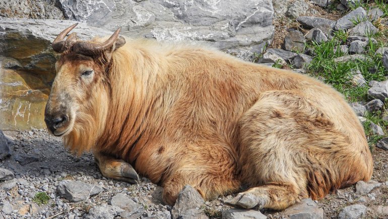 Bhutan Takin